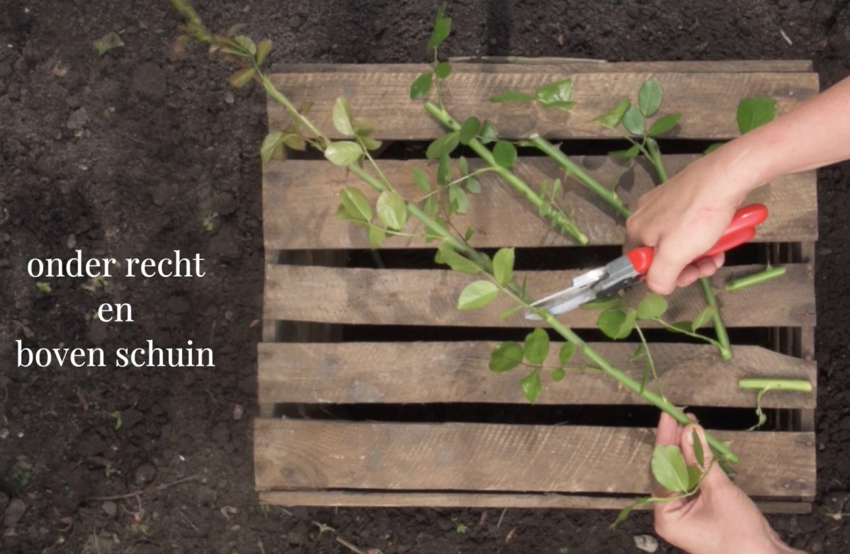 klok Vervagen Regelmatigheid Rozen stekken | How-to-video | Moestuintips | Oogstkoken