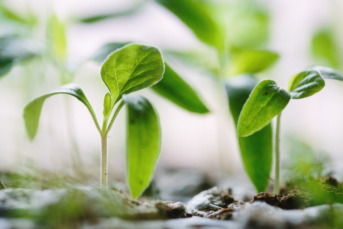 Moestuin? Deze groenten en kruiden kun je in april zaaien