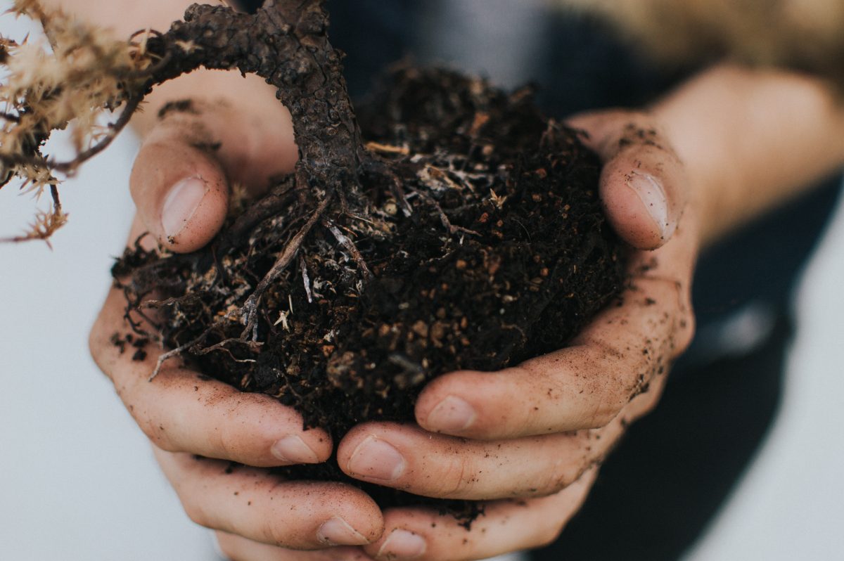 Moestuin? Deze groenten en kruiden kun je in april zaaien