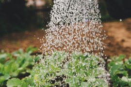 Moestuin? Deze groenten en kruiden kun je in april zaaien