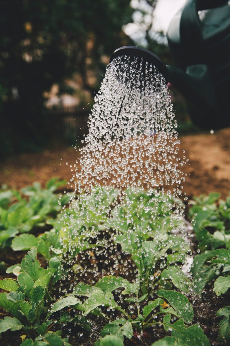 Moestuin? Deze groenten en kruiden kun je in april zaaien